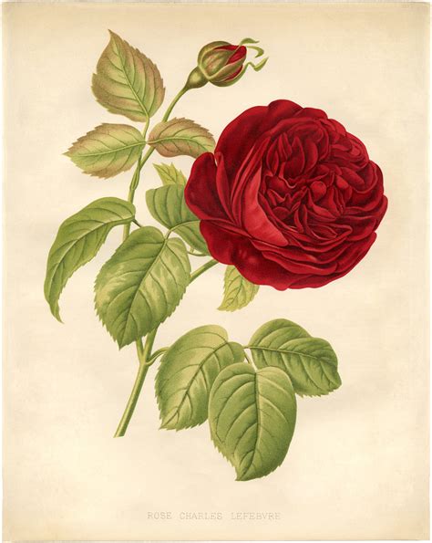 m4ufree red rose|10,000+ Red Rose Pictures and Images for Free .